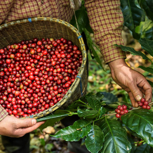 Warum industrielle Kaffeeröstung oft schädlich ist