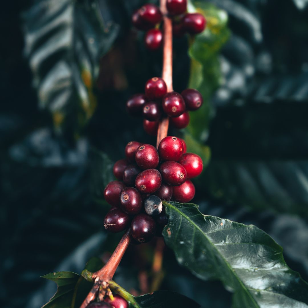 Das perfekte Espresso-Probierpaket für jede Tageszeit